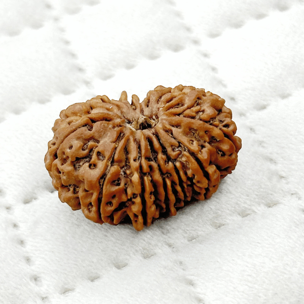 13 Mukhi