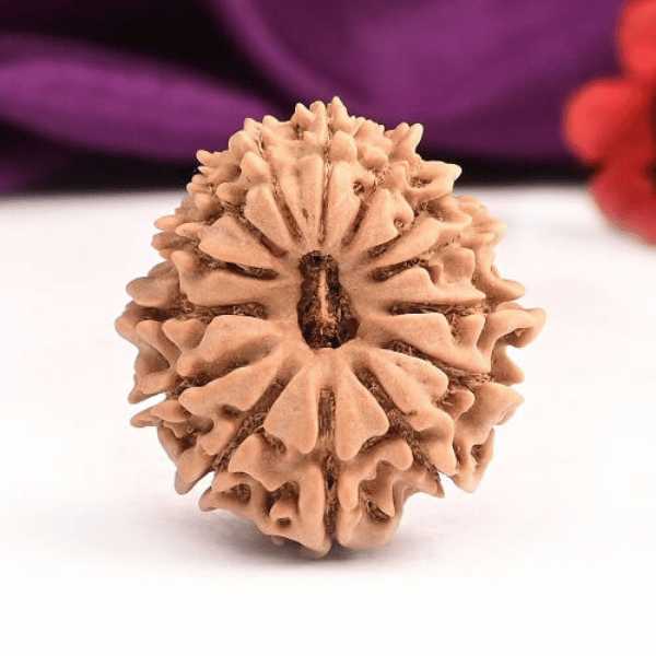 14 Mukhi