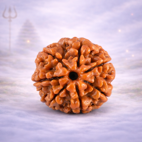 7 Mukhi