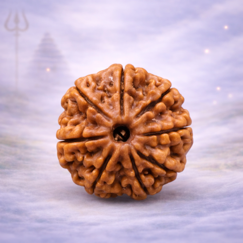 8 Mukhi