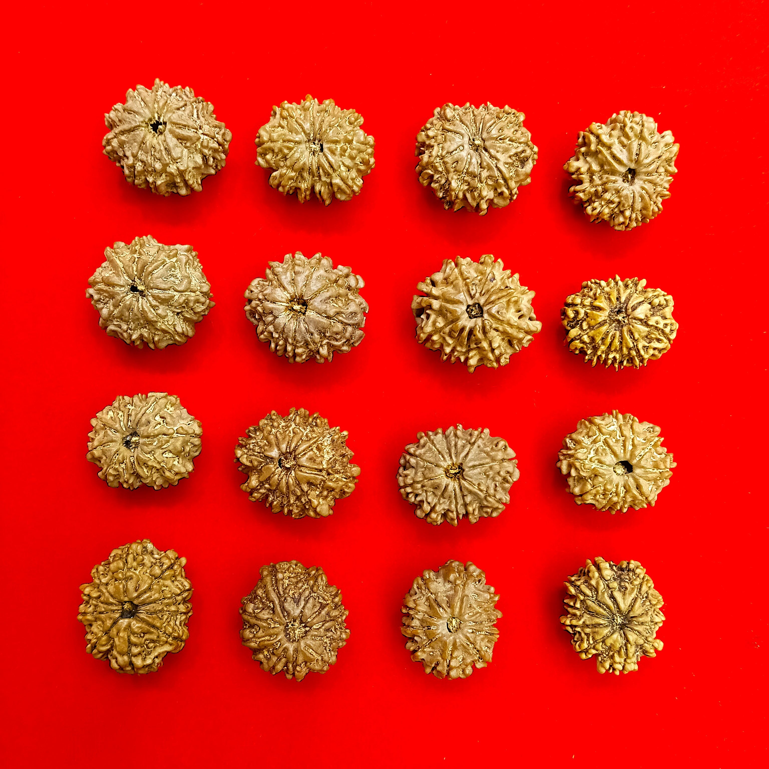 10 Mukhi Nepal Rudraksha