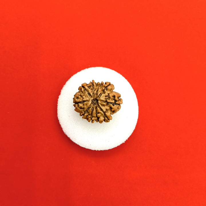 10 Mukhi Nepal Rudraksha