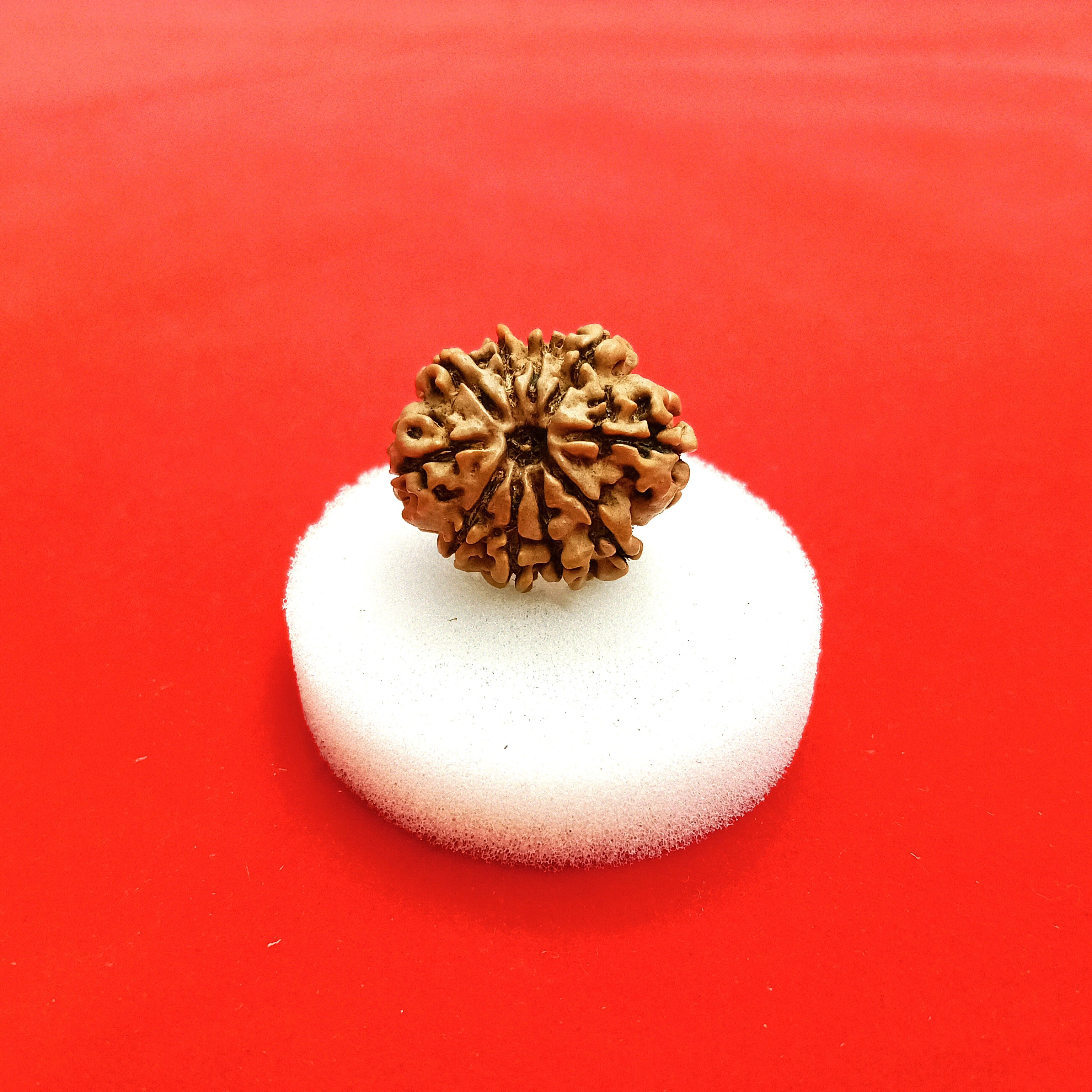 10 Mukhi Nepal Rudraksha