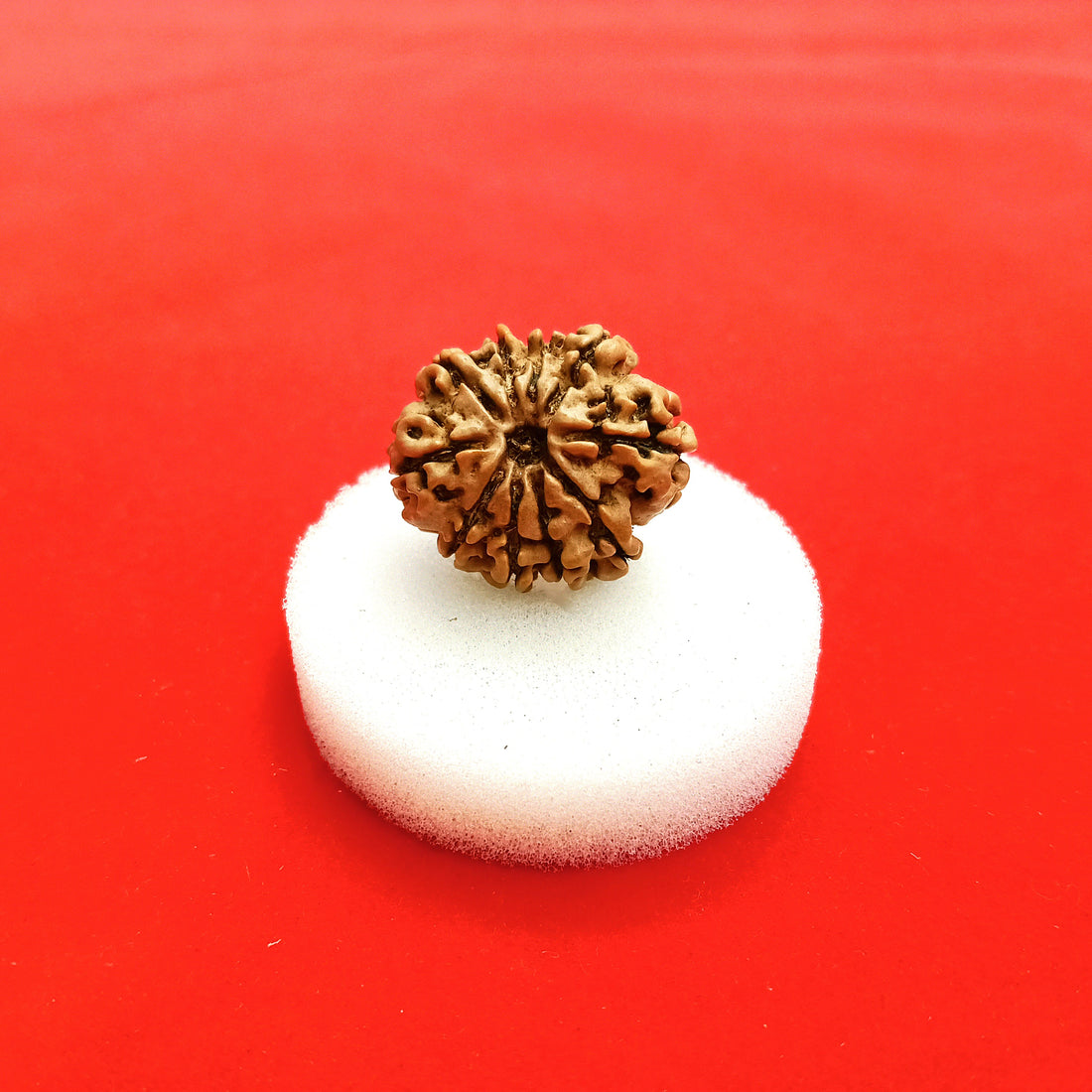 10 Mukhi Nepal Rudraksha