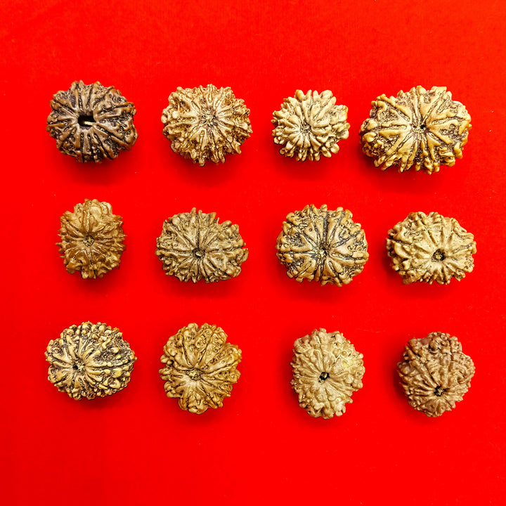 11 mukhi nepal Rudraksha