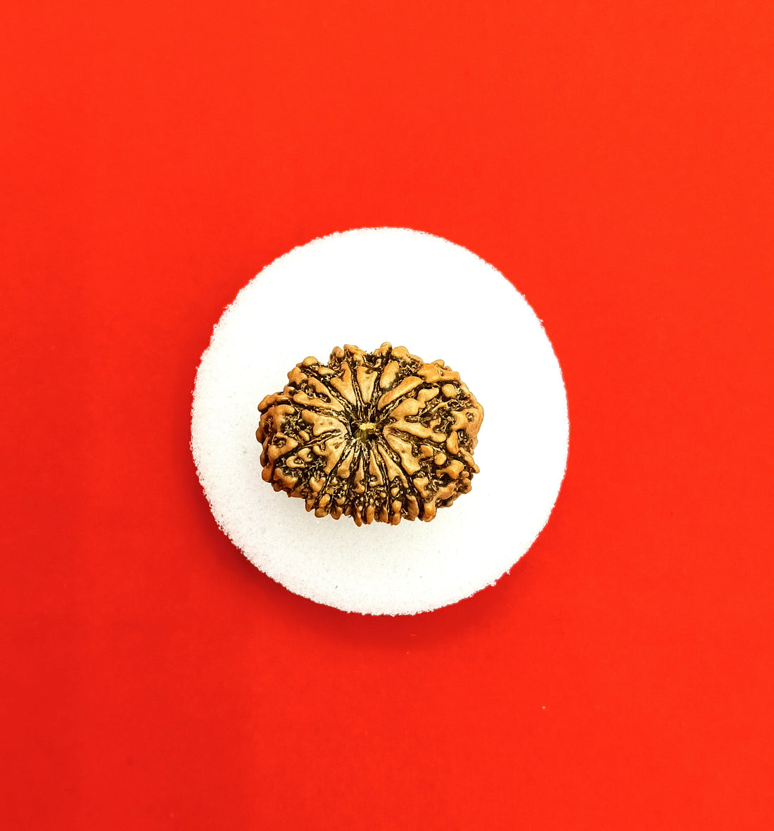 12 Mukhi nepal rudraksha