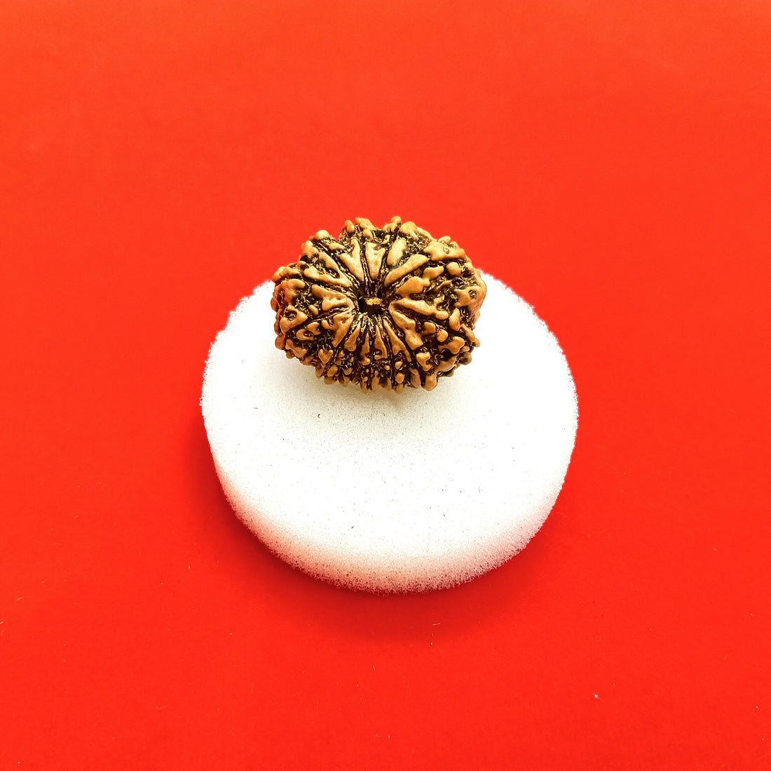 12 Mukhi nepal rudraksha