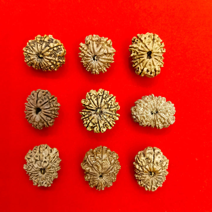 12 Mukhi nepal rudraksha