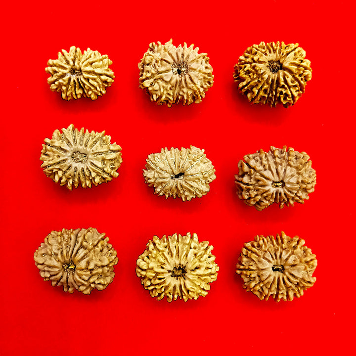 13 Mukhi Nepal Rudraksha