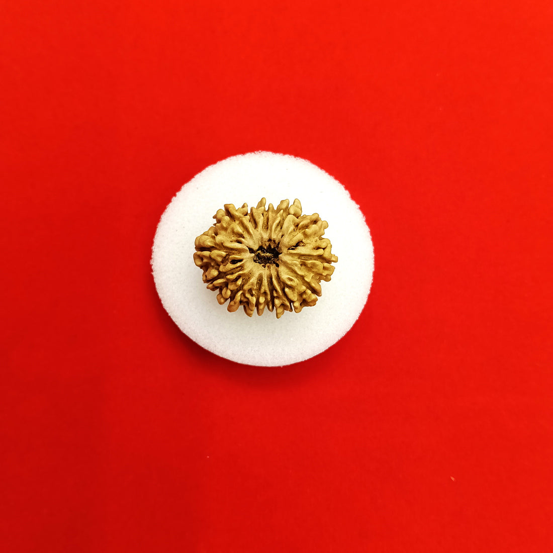 13 Mukhi Nepal Rudraksha