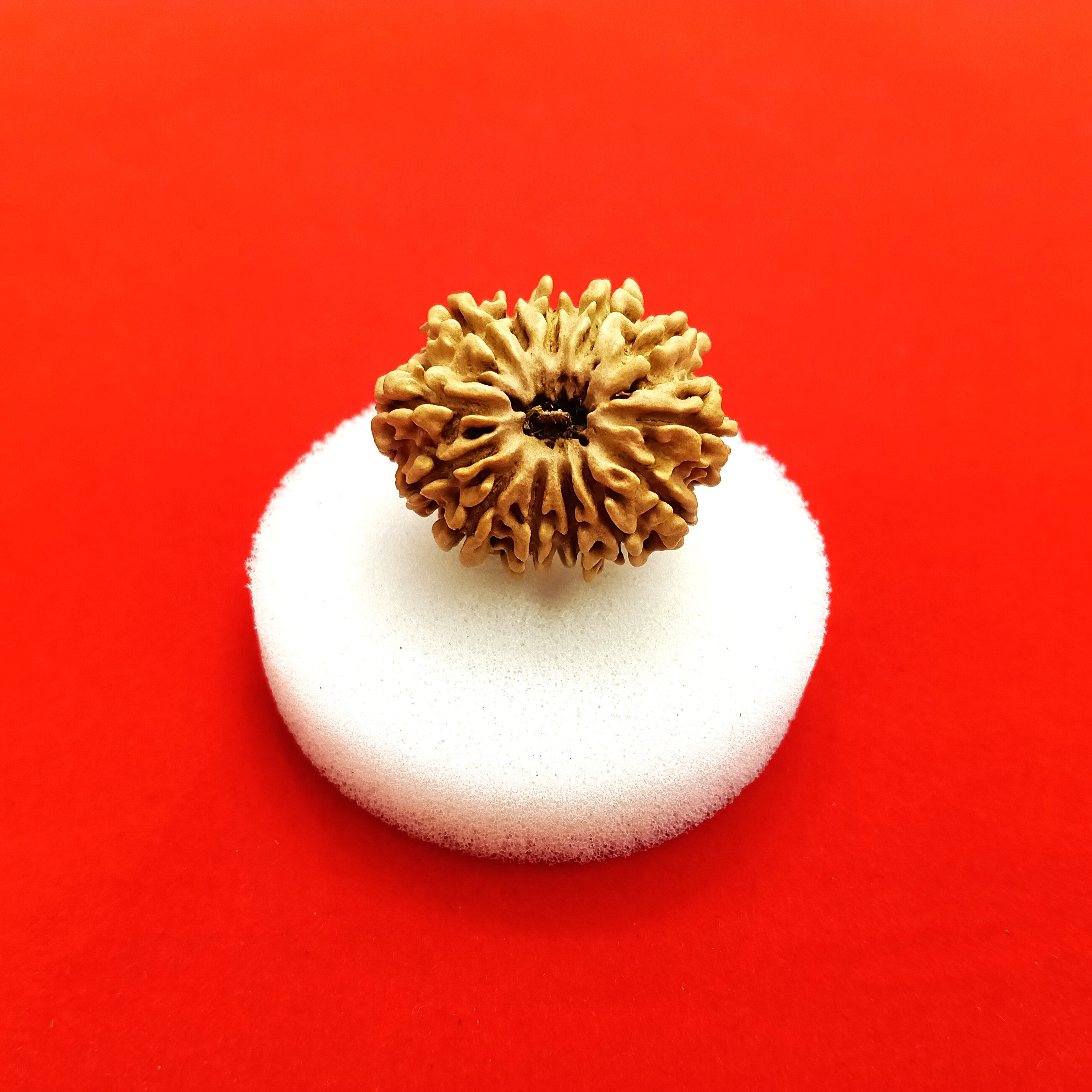 13 Mukhi Nepal Rudraksha