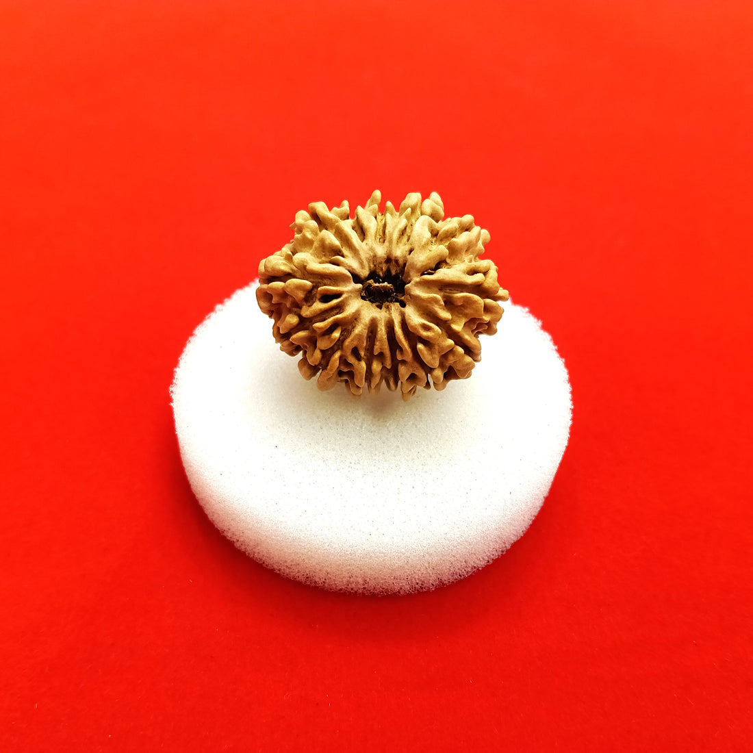 13 Mukhi Nepal Rudraksha