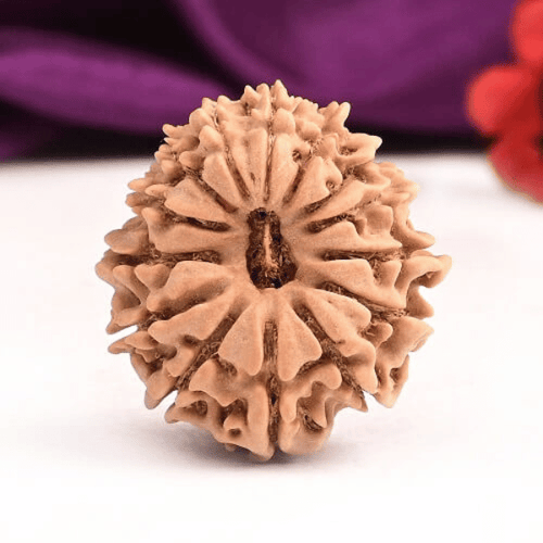 14 Mukhi