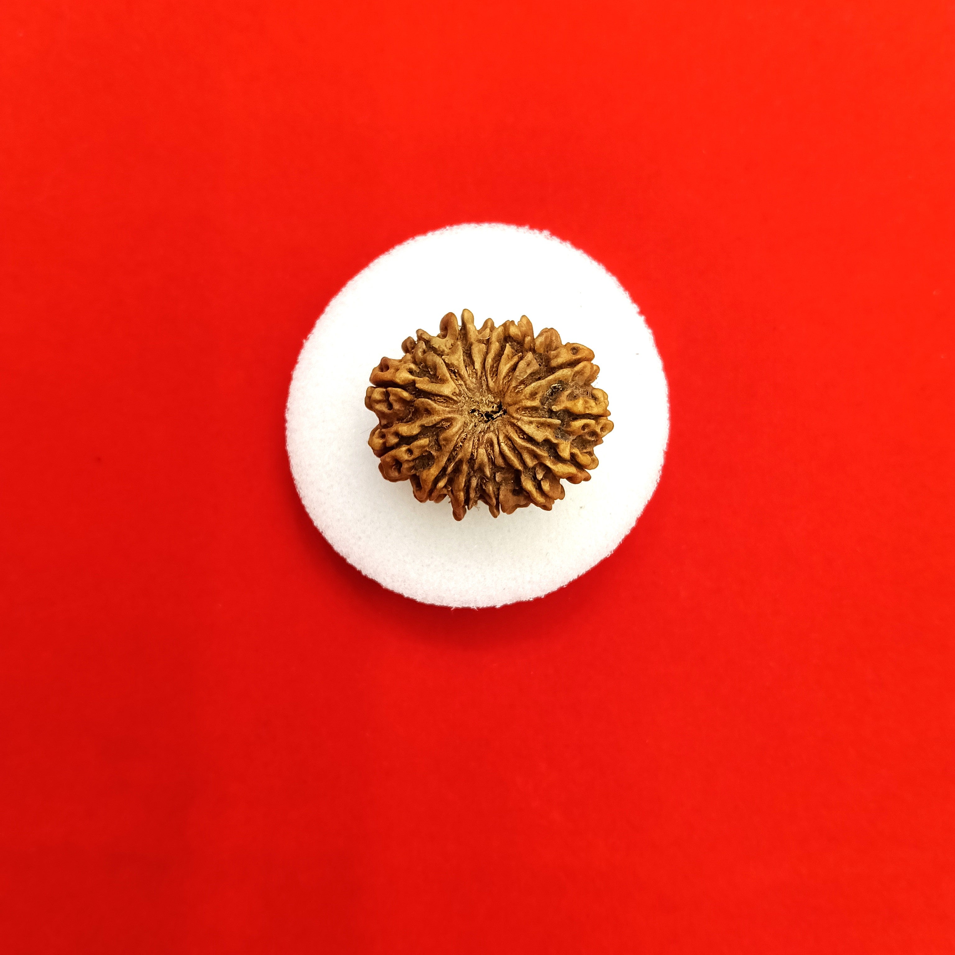 14 mukhi Nepal rudraksha