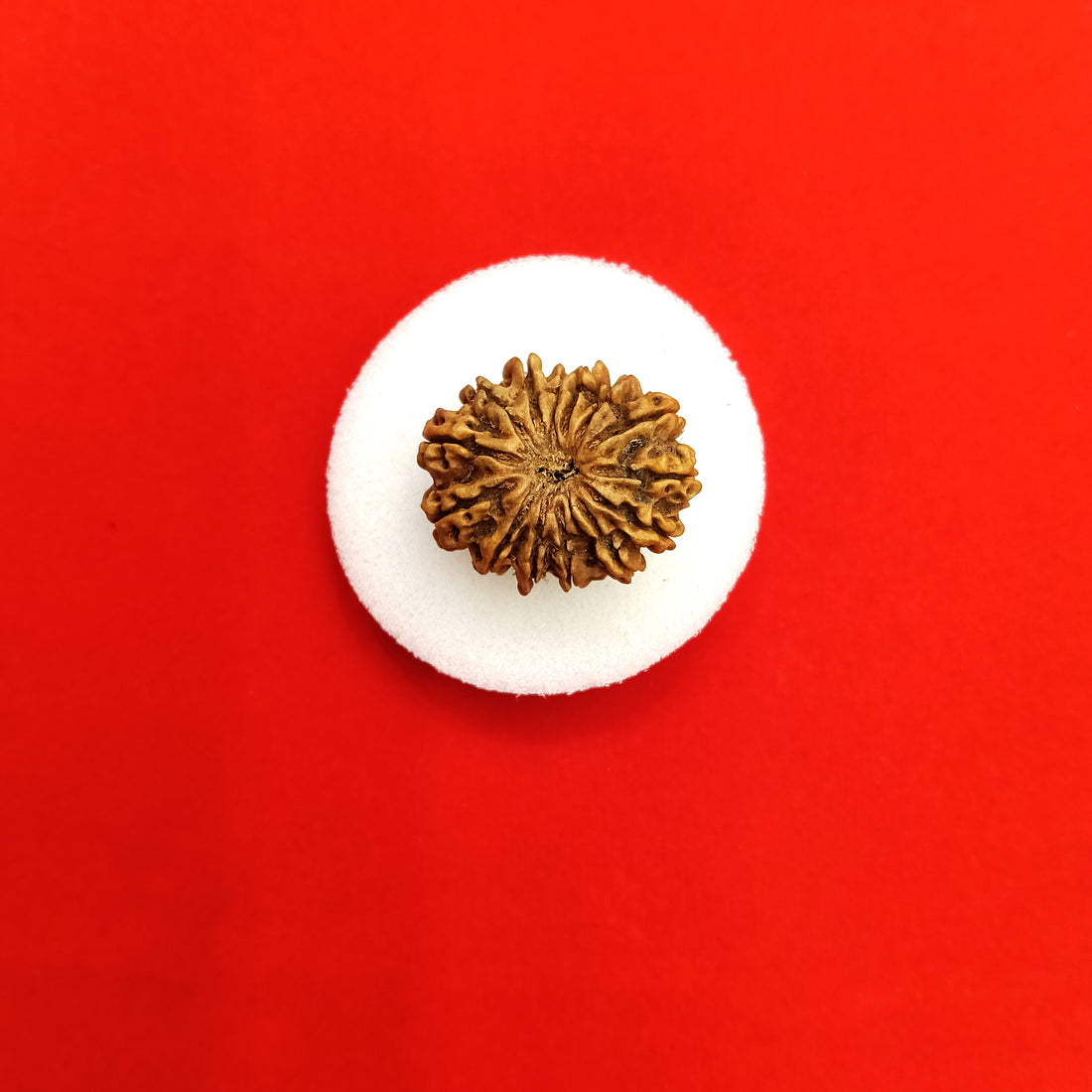 14 mukhi Nepal rudraksha