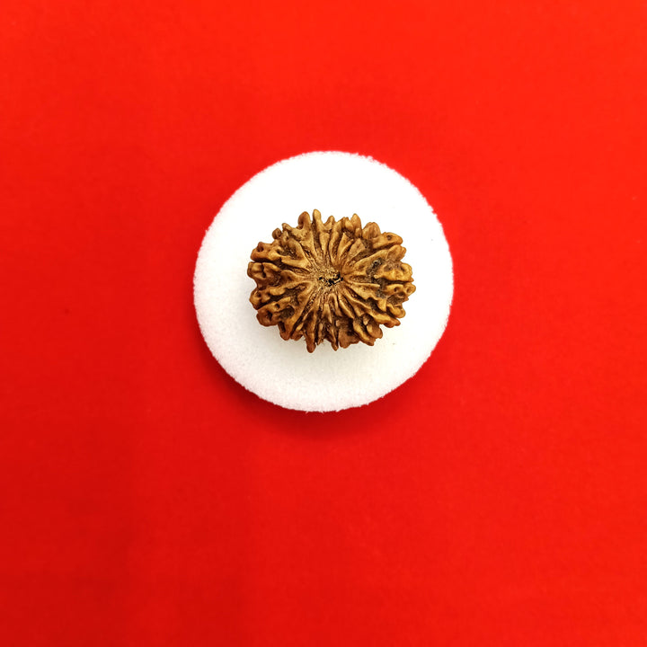 14 mukhi Nepal rudraksha