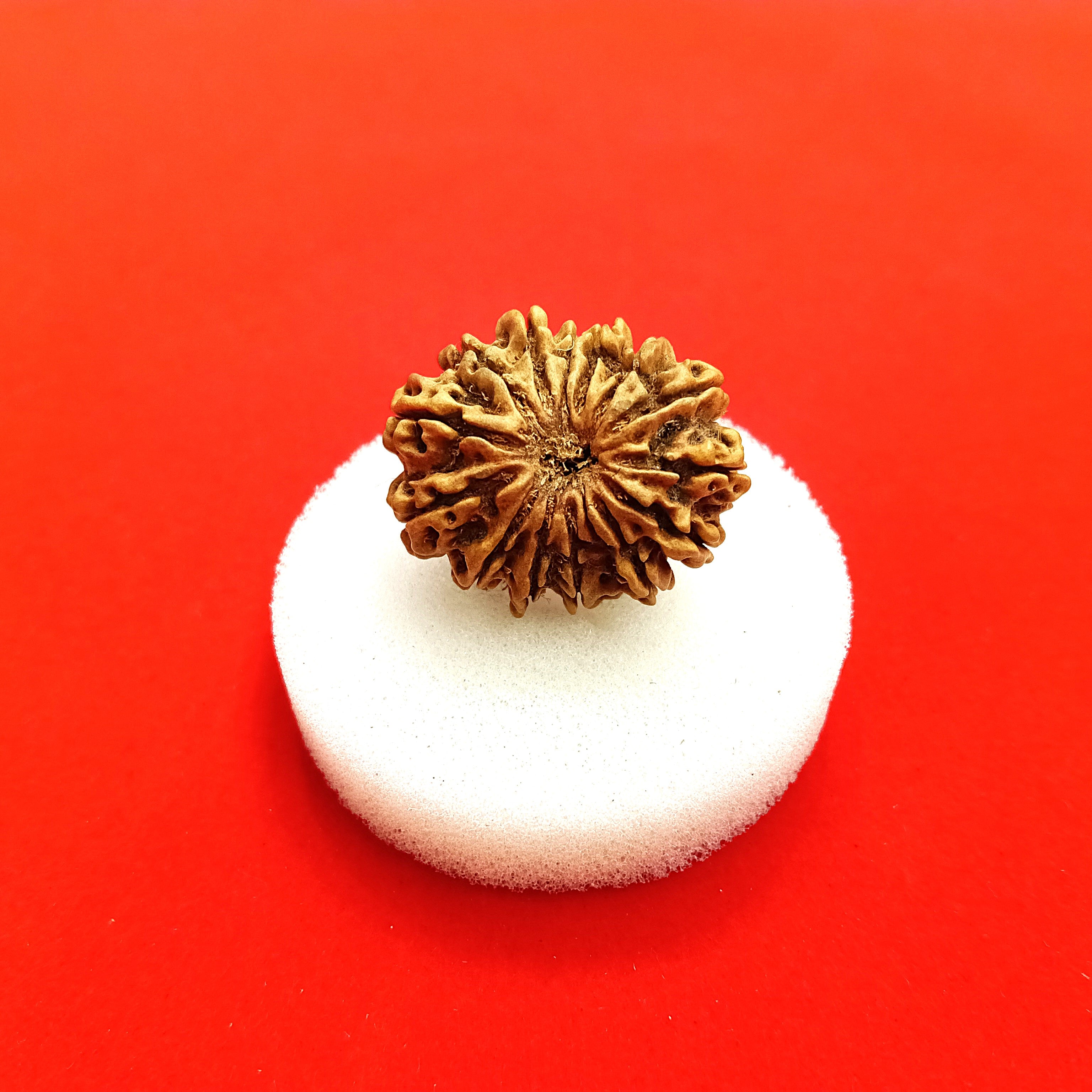 14 mukhi Nepal rudraksha