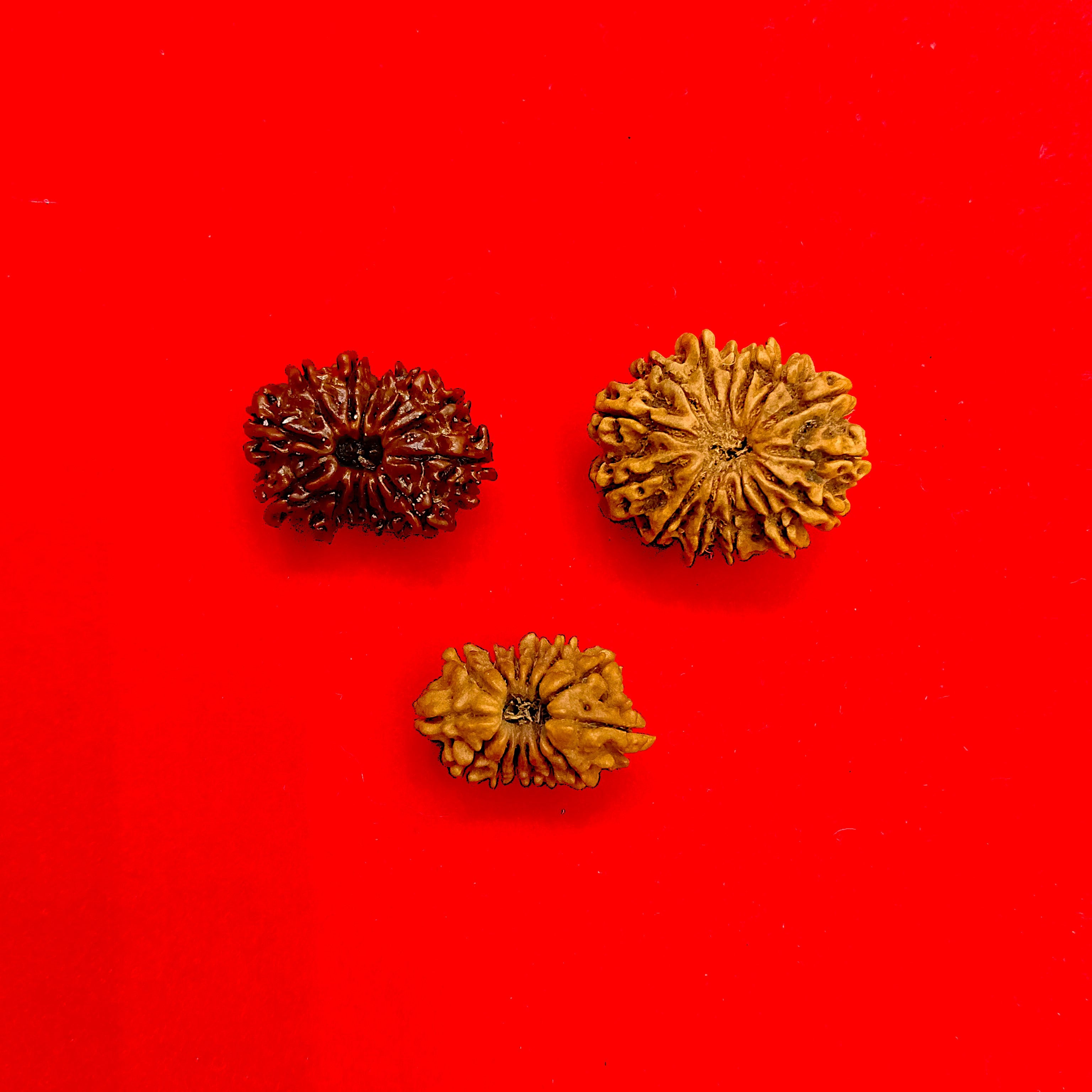14 mukhi Nepal rudraksha