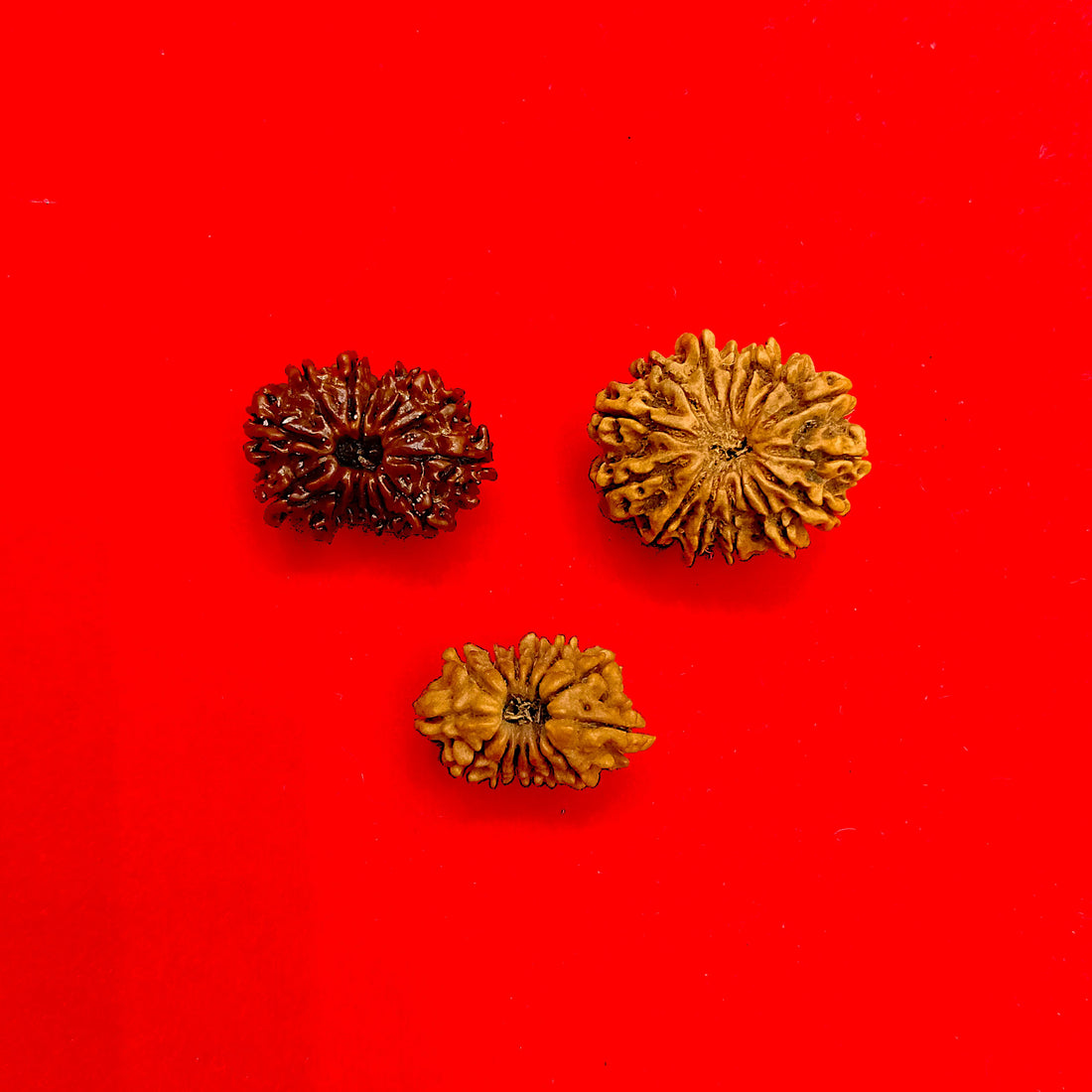 14 mukhi Nepal rudraksha