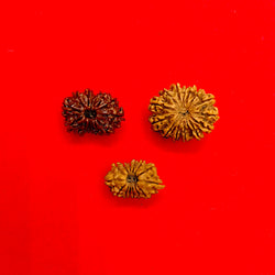 14 mukhi Nepal rudraksha