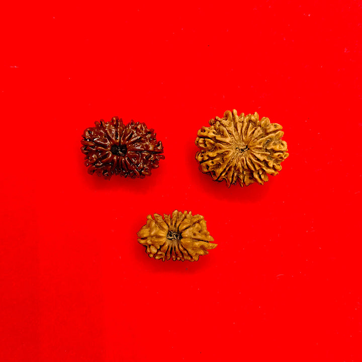 14 mukhi Nepal rudraksha