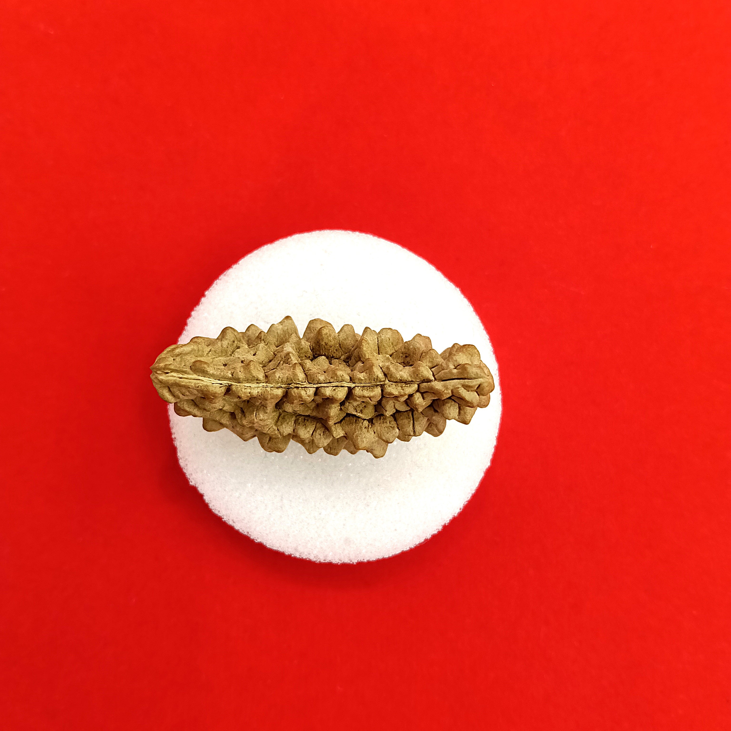 One (1) Mukhi Rudraksha Kaju shape
