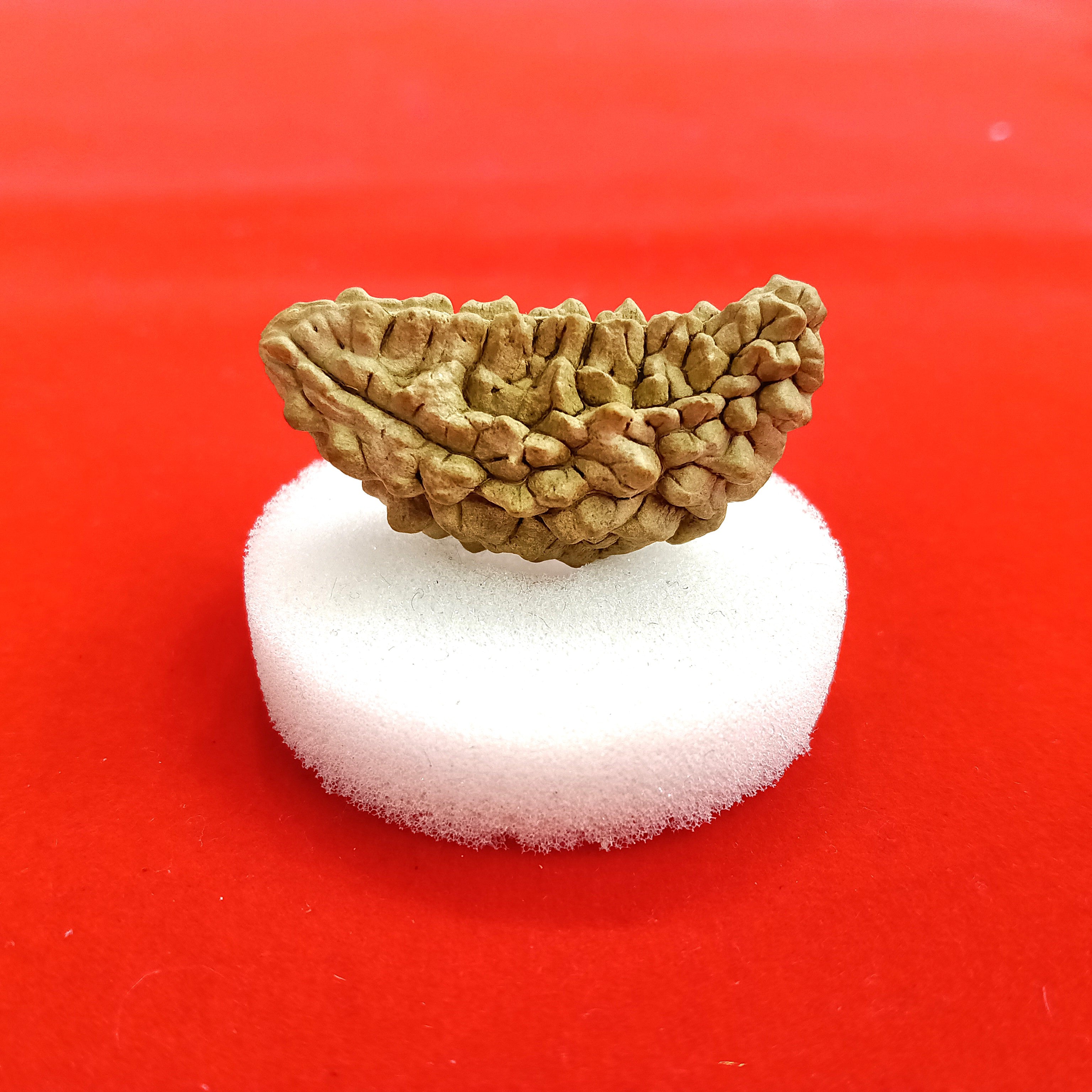 One (1) Mukhi Rudraksha Kaju shape
