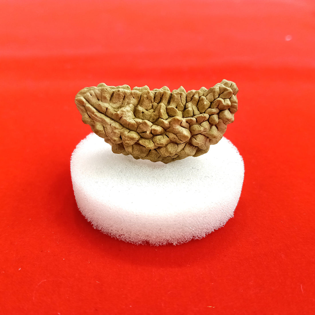 One (1) Mukhi Rudraksha Kaju shape