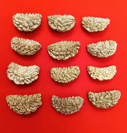 One (1) Mukhi Rudraksha Kaju shape