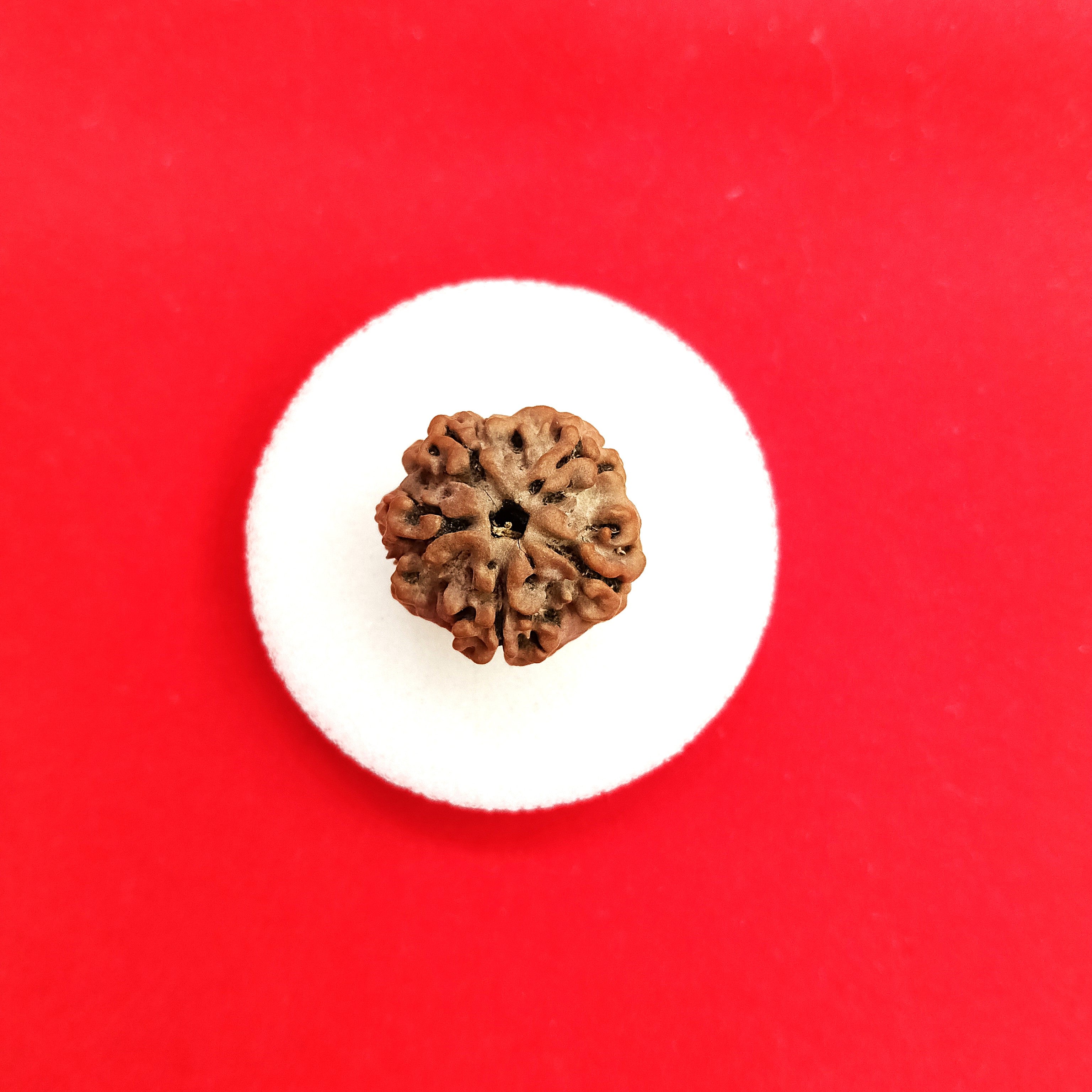 One (1) mukhi round Rudraksha undeveloped