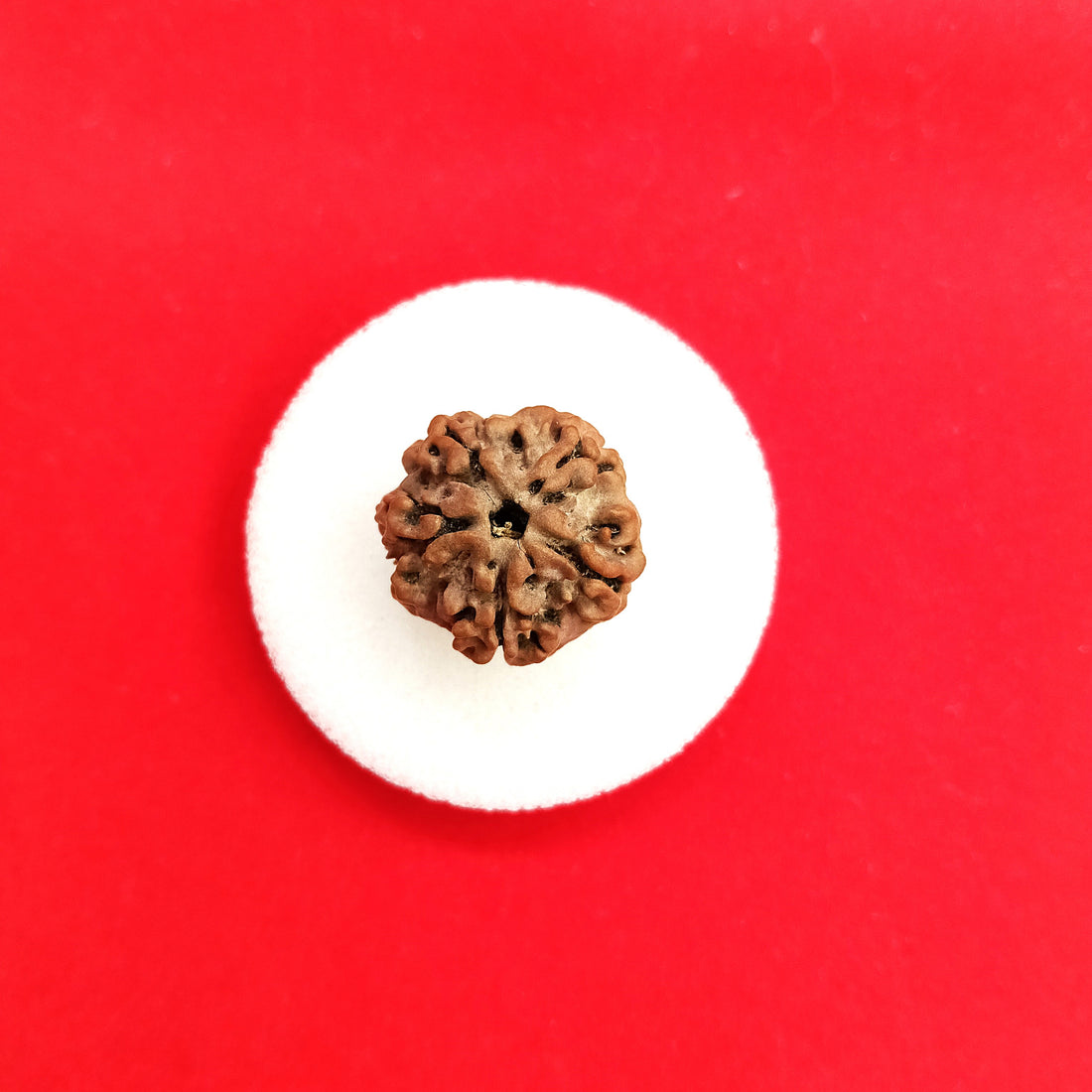 One (1) mukhi round Rudraksha undeveloped
