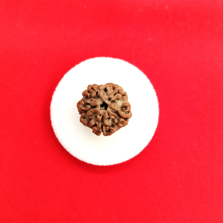 One (1) mukhi round Rudraksha undeveloped