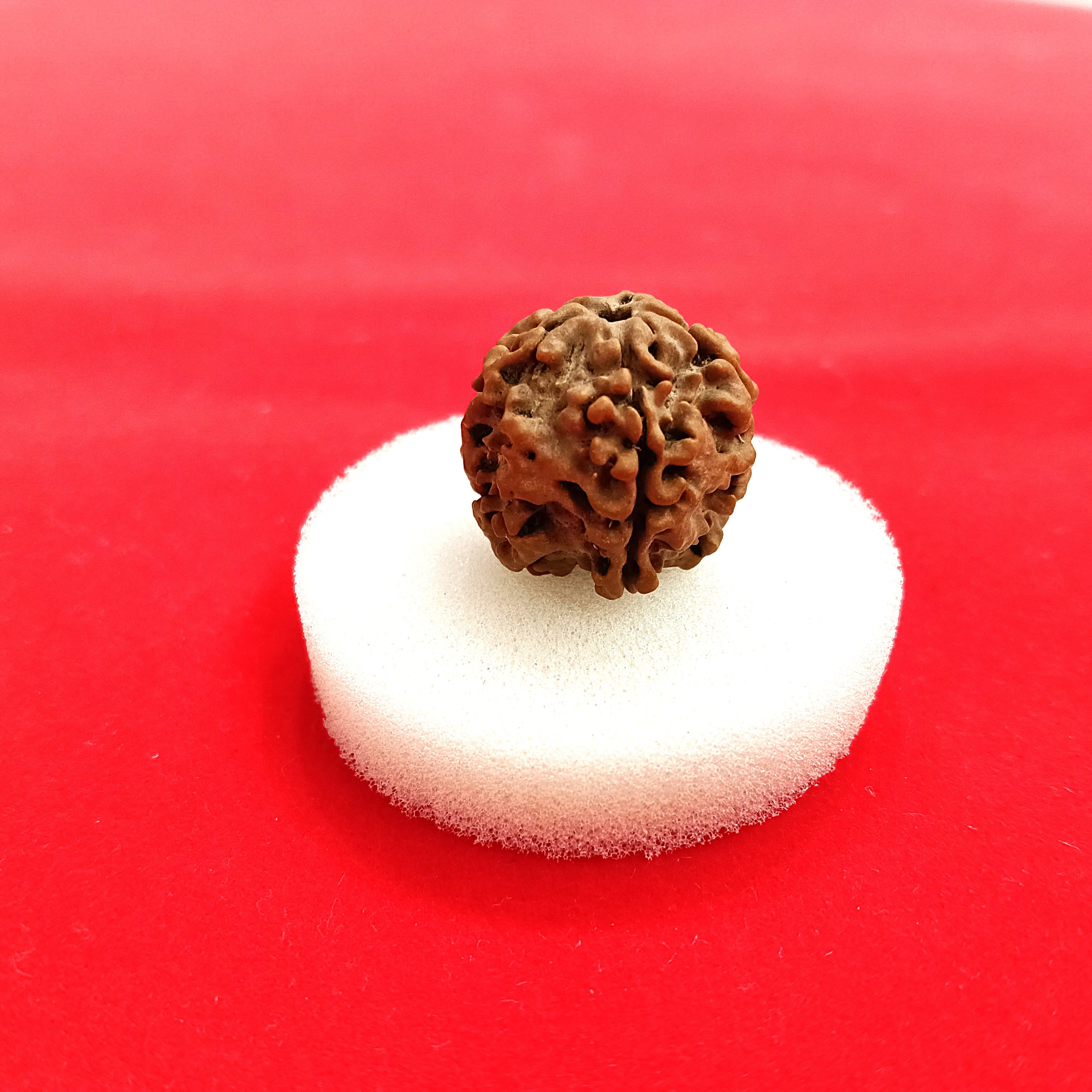 One (1) mukhi round Rudraksha undeveloped