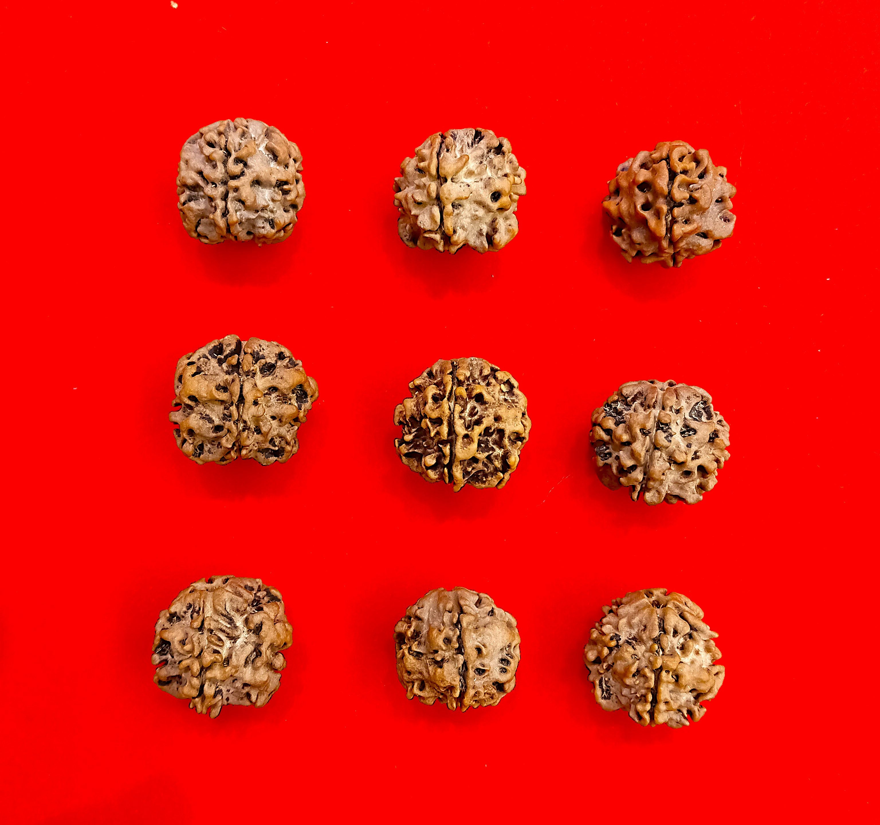 One (1) mukhi round Rudraksha undeveloped