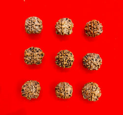 One (1) mukhi round Rudraksha undeveloped