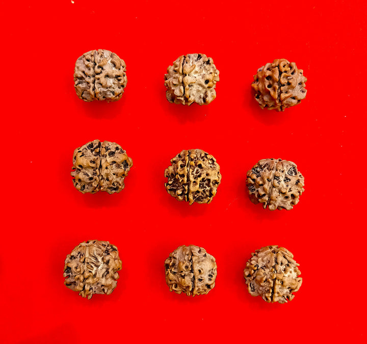 One (1) mukhi round Rudraksha undeveloped