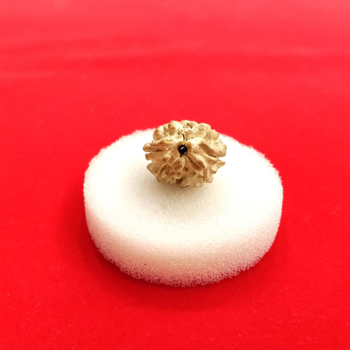 2 mukhi himalayan  rudraksha