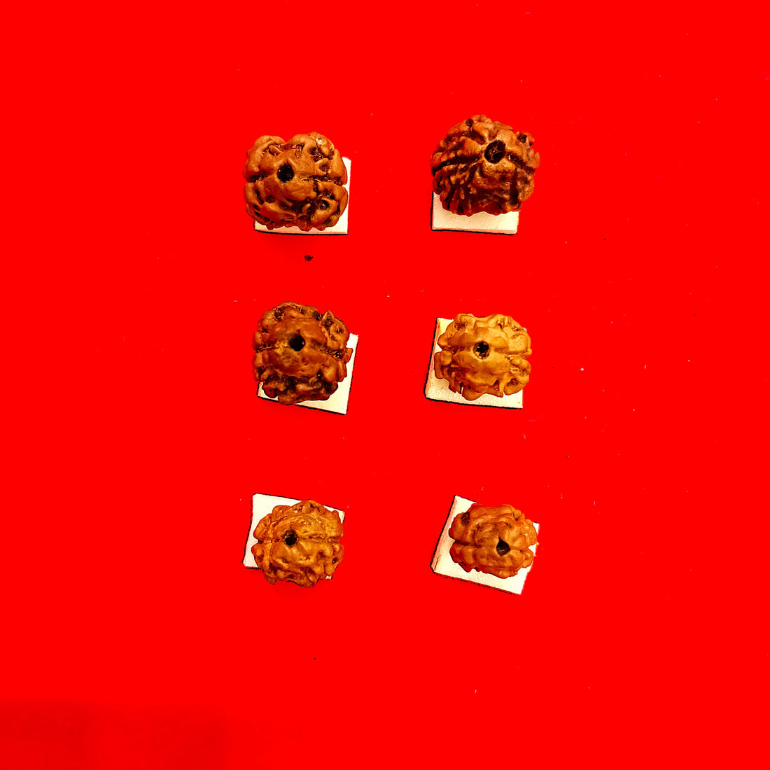 2 mukhi Nepal rudraksha