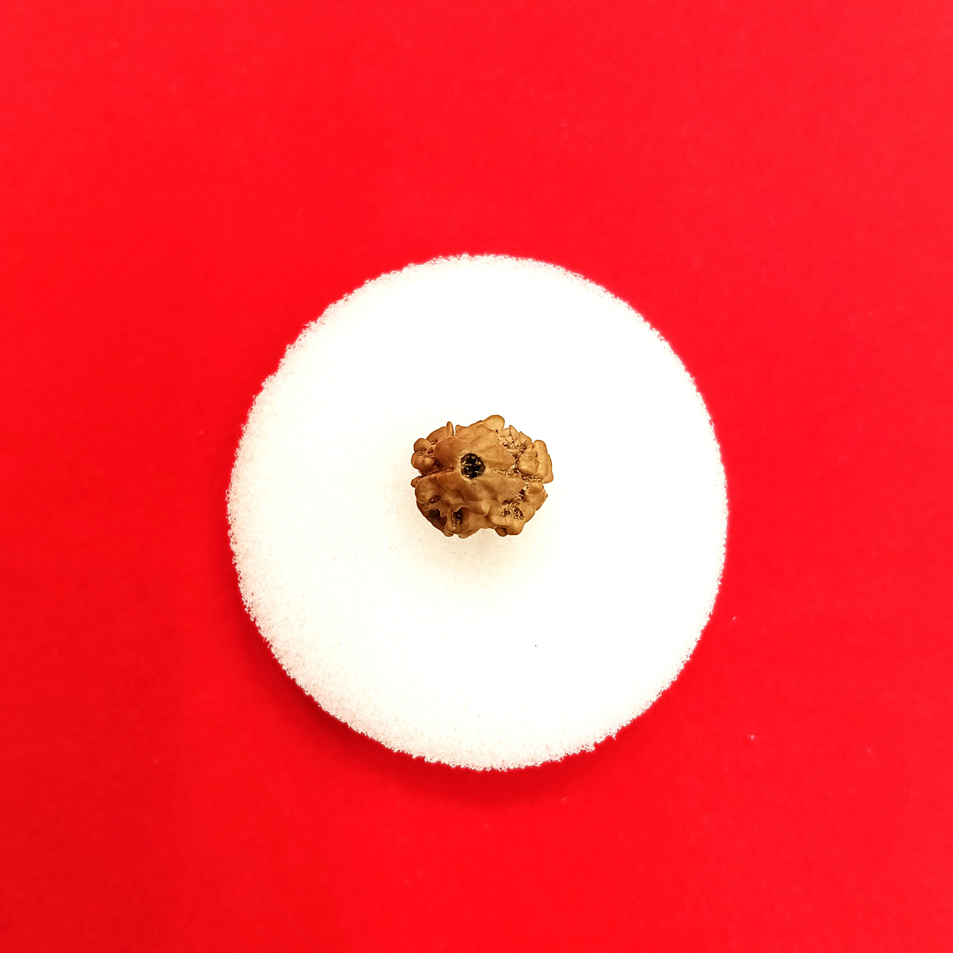 2 mukhi Nepal rudraksha