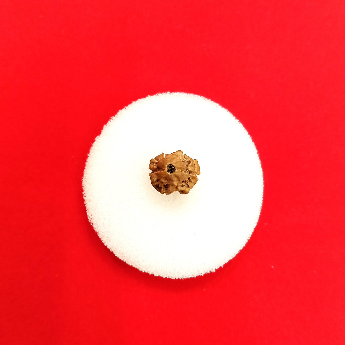 2 mukhi Nepal rudraksha