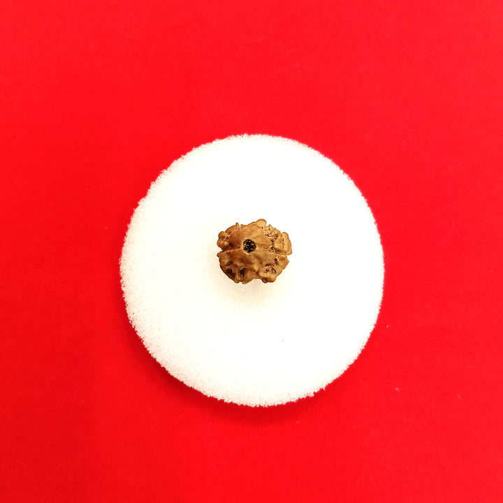 2 mukhi Nepal rudraksha