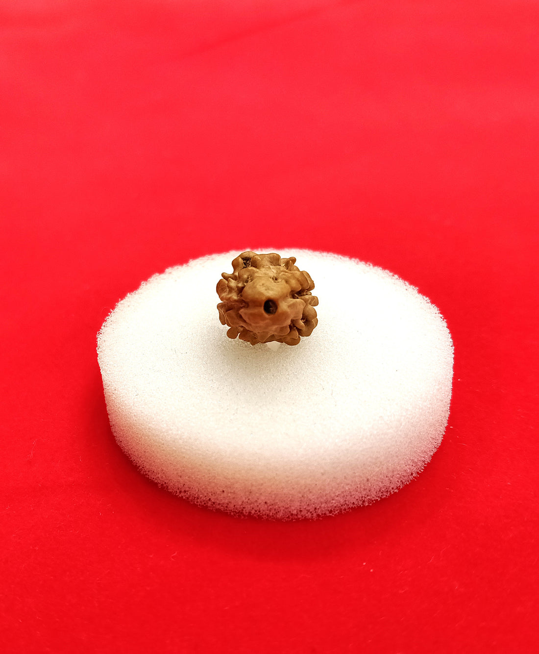 2 mukhi Nepal rudraksha