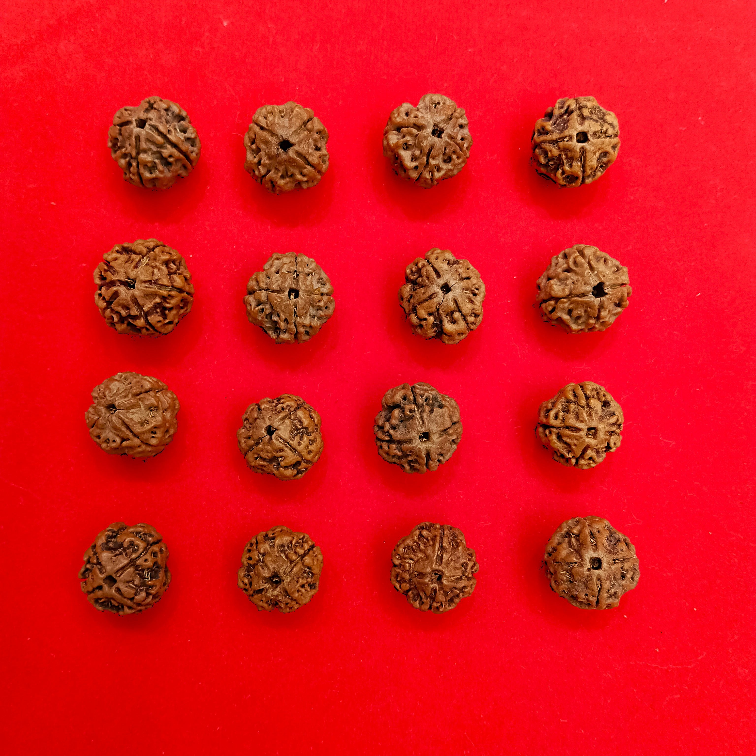 4 mukhi Nepal Rudraksha