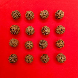 4 mukhi Nepal Rudraksha