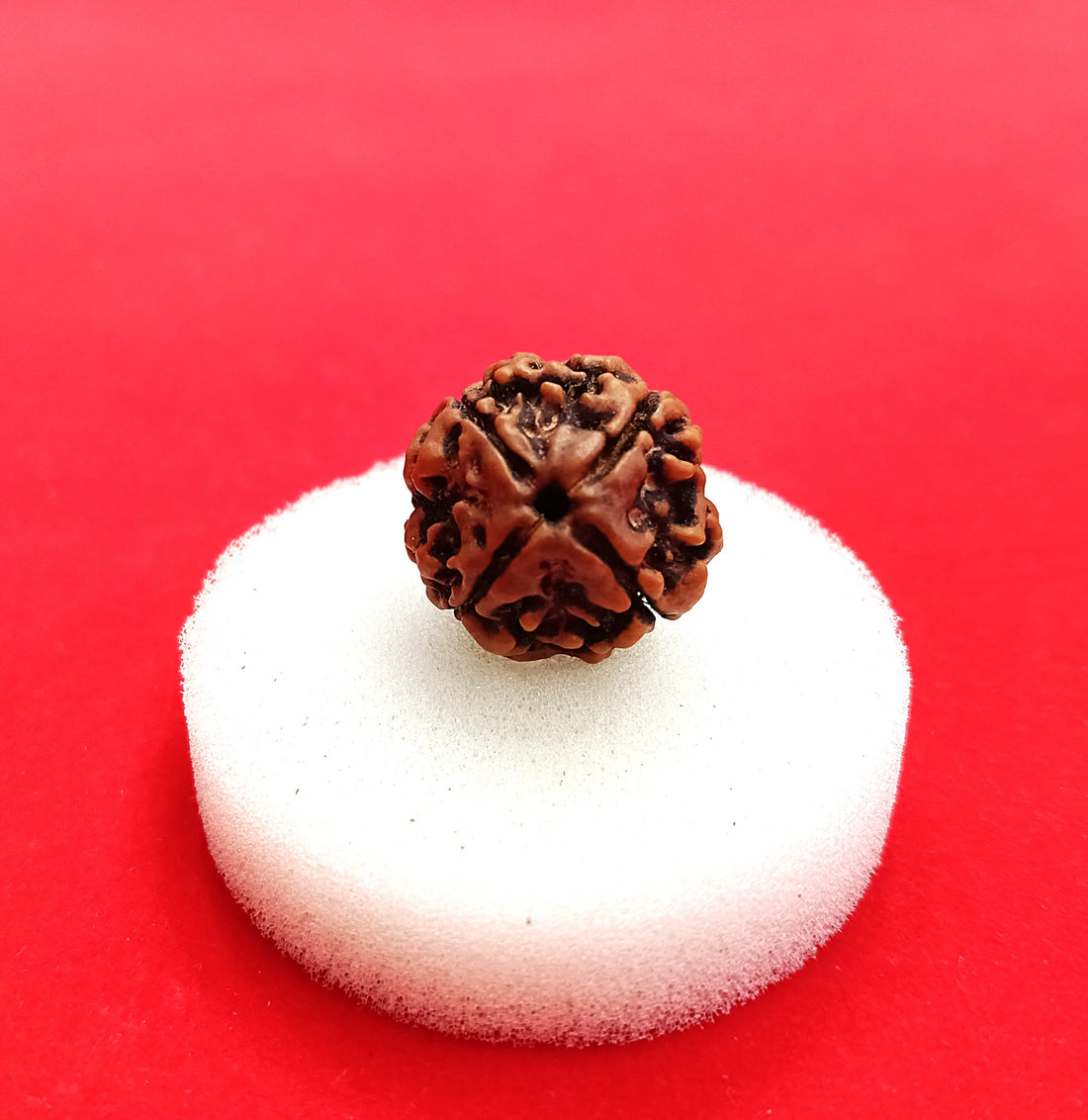 4 mukhi Nepal Rudraksha