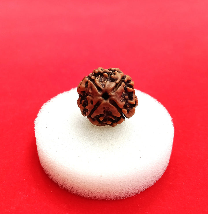 4 mukhi Nepal Rudraksha