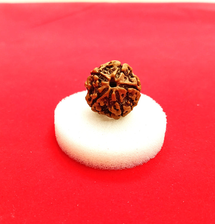 5 Mukhi Nepal Rudraksha