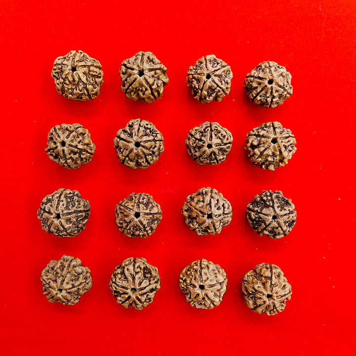 5 Mukhi Nepal Rudraksha