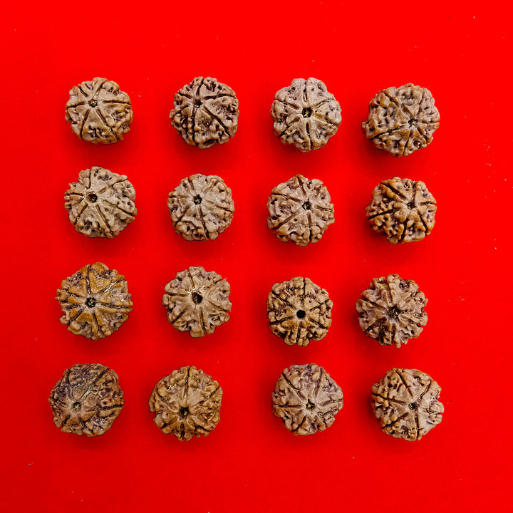 6 Mukhi Nepal Rudraksha