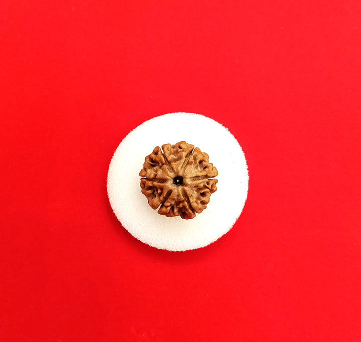 6 Mukhi Nepal Rudraksha